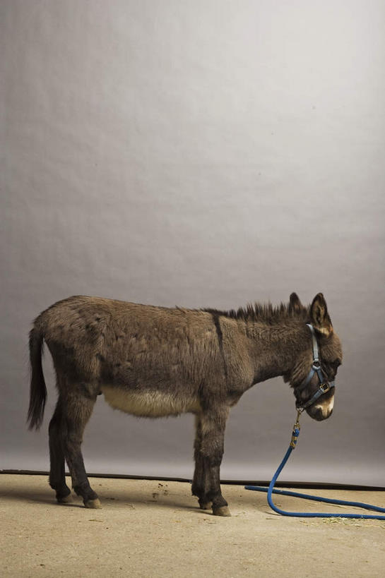 无人,站,竖图,室内,白天,侧面,阴影,灰色背景,反射,影子,注视,一只,动物,绳子,观察,看,站着,家畜,摄影,牲畜,影棚,观看,绳索,察看,关注,驴,驴子,站立,彩图,全身,影棚拍摄,拍摄