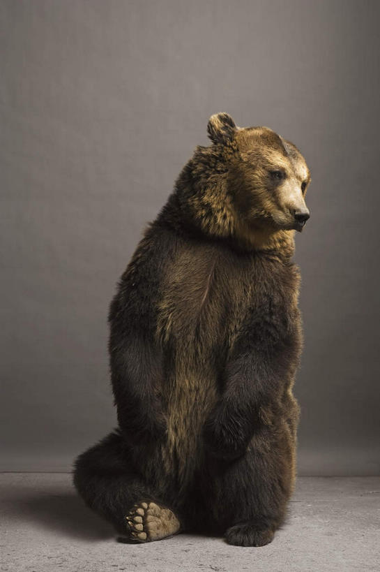 无人,坐,竖图,室内,白天,正面,野生动物,熊,黑熊,阴影,灰色背景,反射,影子,注视,一只,动物,观察,看,摄影,影棚,观看,察看,关注,凶猛,黑瞎子,熊瞎子,残暴,凶残,坐着,彩图,全身,影棚拍摄,拍摄