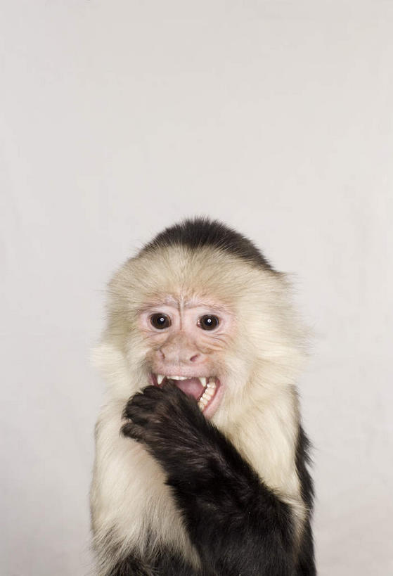 无人,坐,竖图,室内,白天,白色背景,正面,哺乳动物,猴,野生动物,猴子,阴影,反射,影子,注视,一只,动物,观察,看,张嘴,可爱,遮,遮掩,摄影,活泼,影棚,观看,察看,掩盖,遮挡,关注,张大嘴巴,遮盖,长尾猴,掩饰,张开嘴,坐着,半身,彩图,影棚拍摄,拍摄