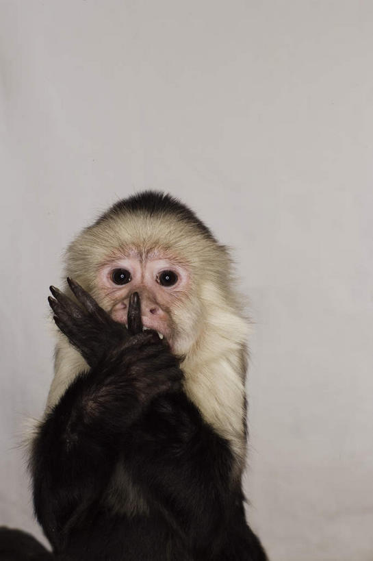 无人,坐,竖图,室内,白天,白色背景,正面,哺乳动物,猴,野生动物,猴子,阴影,反射,影子,注视,一只,动物,观察,看,可爱,遮,遮掩,摄影,活泼,影棚,观看,察看,掩盖,遮挡,关注,遮盖,长尾猴,掩饰,坐着,半身,彩图,影棚拍摄,拍摄