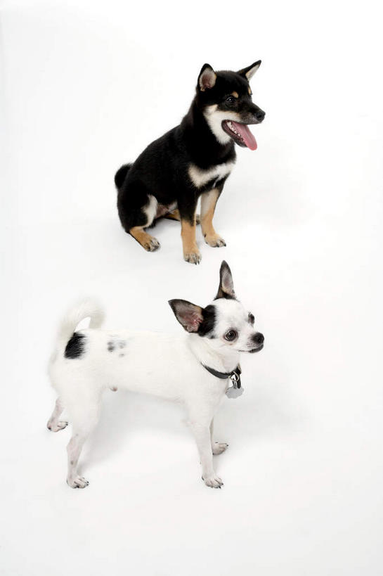 无人,站,坐,竖图,俯视,室内,白天,白色背景,宠物,狗,阴影,反射,影子,吉娃娃,注视,吐舌头,动物,观察,看,站着,张嘴,两只,可爱,摄影,影棚,观看,察看,关注,雪橇犬,张大嘴巴,忠诚,芝娃娃,奇娃娃,吉娃娃犬,齐花花,阿拉斯加马拉缪特,阿拉斯加马拉穆,阿拉斯加犬,阿拉斯加雪橇犬,张开嘴,犬,站立,坐着,彩图,高角度拍摄,全身,影棚拍摄,拍摄