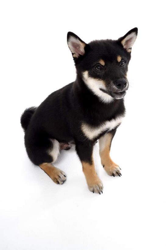 无人,坐,竖图,俯视,室内,白天,白色背景,宠物,狗,阴影,反射,影子,注视,一只,动物,观察,看,可爱,摄影,影棚,观看,察看,关注,雪橇犬,忠诚,阿拉斯加马拉缪特,阿拉斯加马拉穆,阿拉斯加犬,阿拉斯加雪橇犬,犬,坐着,彩图,高角度拍摄,全身,影棚拍摄,拍摄