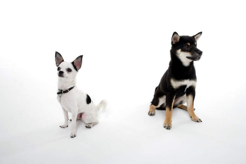 无人,坐,横图,俯视,室内,白天,白色背景,宠物,狗,阴影,反射,影子,吉娃娃,注视,动物,观察,看,两只,可爱,摄影,影棚,观看,察看,关注,雪橇犬,忠诚,芝娃娃,奇娃娃,吉娃娃犬,齐花花,阿拉斯加马拉缪特,阿拉斯加马拉穆,阿拉斯加犬,阿拉斯加雪橇犬,犬,坐着,彩图,高角度拍摄,全身,影棚拍摄,拍摄