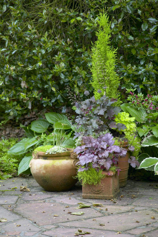 西方人,无人,竖图,室外,白天,正面,植物,欧洲,欧洲人,环保,盆栽,防护,盆景,树,树木,绿色,自然,生长,成长,美好,美妙,间隔,美观,雅观,绿篱,生篱,树篱,植篱,白种人,彩图