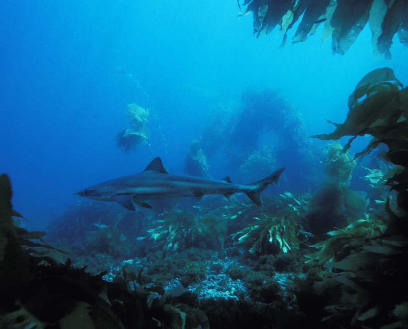 游泳,无人,横图,室外,白天,侧面,旅游,度假,海底,水下,海浪,海洋,美景,鲨鱼,野生动物,一条,珊瑚,景观,浪花,水底,注视,娱乐,珊瑚礁,自然,海水,动物,观察,看,享受,休闲,海藻,景色,放松,海底世界,观看,海草,察看,关注,自然风光,凶猛,海景,海底礁,泅水,黑鳍礁鲨,黑鳍鲨,黑翼鲨,乌翅真鲨,拍浮,残暴,凶残,大海,风浪,海,海床,海水的波动,礁,近岸浪,岩石,涌浪,沙鱼,彩图,全身