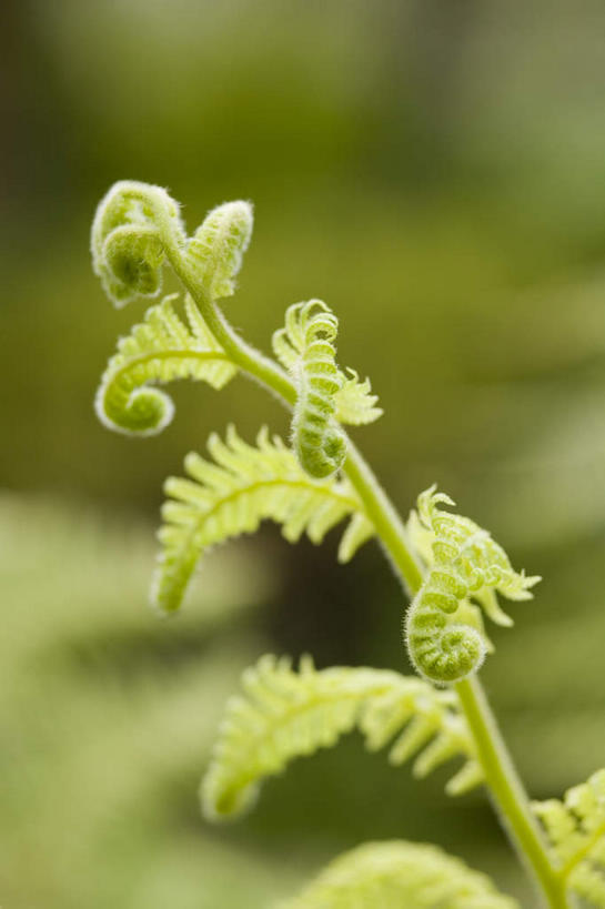 无人,竖图,室外,特写,白天,正面,美景,植物,叶子,朦胧,模糊,景观,绿叶,绿色,自然,嫩叶,景色,生长,成长,蕨类,蕨类植物,自然风光,叶,叶片,彩图