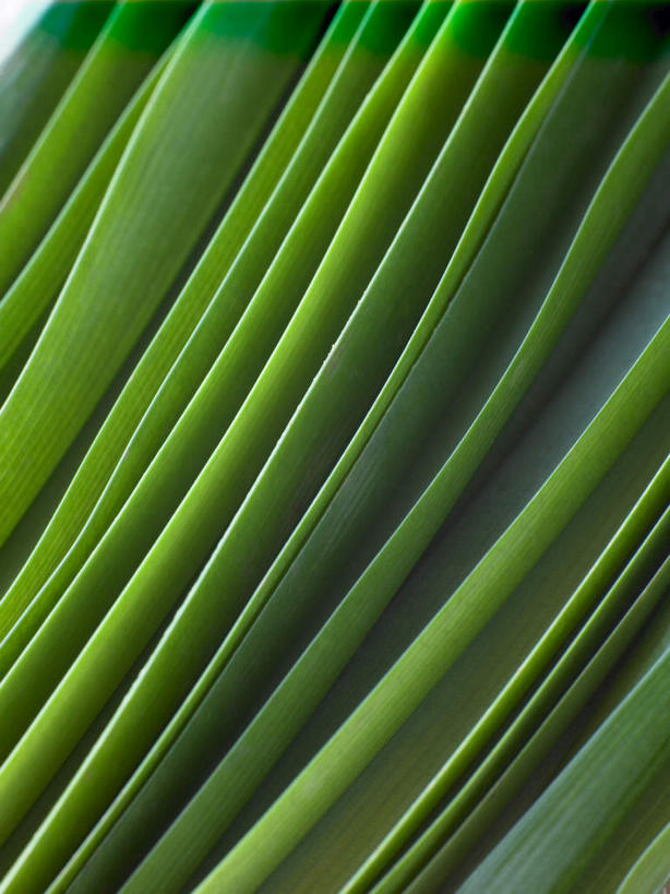 无人,竖图,俯视,室内,特写,白天,植物,叶子,一排,许多,阴影,整齐,反射,影子,绿叶,草药,药草,很多,中药,排列,绿色,嫩叶,队列,药材,中草药,中药材,本草,露兜树,叶,叶片,彩图,高角度拍摄