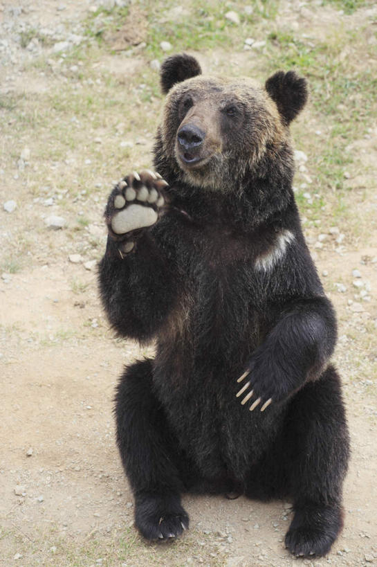 无人,坐,竖图,俯视,室外,白天,野生动物,熊,日本,亚洲,一头,一只,动物,凶猛,东亚,本州,世界文化遗产,本州岛,日本国,近畿地方,近畿,兵库,兵库县,姬路,姬路市,残暴,凶残,棕熊,马熊,坐着,彩图,高角度拍摄,全身