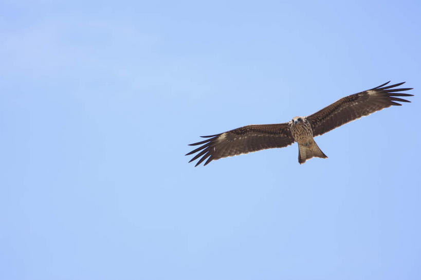无人,横图,室外,白天,仰视,鸟,野生动物,鹰,日本,亚洲,飞翔,伸展,张开,展翅,阴影,飞行,光线,翅膀,鸟类,影子,翱翔,注视,飞舞,一只,蓝色,蓝天,天空,阳光,动物,天,观察,看,晴朗,观看,察看,关注,凶猛,东亚,张开翅膀,鸢,本州,世界文化遗产,万里无云,本州岛,日本国,近畿地方,近畿,兵库,兵库县,遨游,漫游,姬路,姬路市,展开翅膀,黑鸢,残暴,凶残,晴空,晴空万里,老鹰,彩图,低角度拍摄,全身