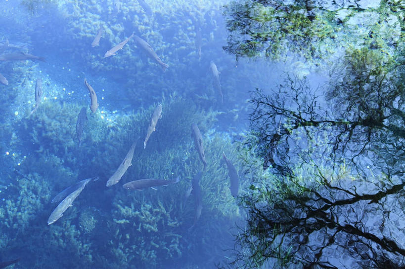 游泳,无人,横图,俯视,室外,白天,旅游,度假,海底,水下,美景,植物,日本,亚洲,许多,鱼,景观,水底,水草,很多,娱乐,鱼类,海洋生物,绿色,自然,享受,休闲,景色,放松,海底世界,生长,成长,水藻,自然风光,水生动物,水生物,东亚,海底动物,本州,本州岛,日本国,中部地方,山梨,山梨县,泅水,海床,彩图,高角度拍摄,全身