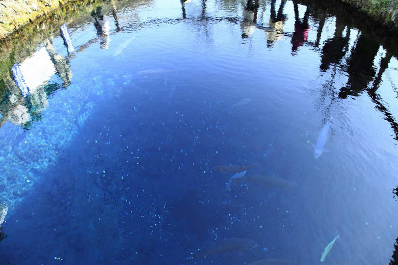 游泳,东方人,横图,俯视,室外,白天,旅游,度假,草地,草坪,美景,植物,日本,亚洲,许多,游客,阴影,光线,鱼,影子,景观,水草,很多,许多人,黄种人,娱乐,鱼类,旅客,海洋生物,草,绿色,倒影,阳光,自然,一群人,享受,休闲,景色,放松,生长,成长,水藻,自然风光,水生动物,水生物,东亚,海底动物,本州,本州岛,日本国,中部地方,山梨,山梨县,泅水,搭客,旅居,男人,男性,年轻男性,年轻女性,女人,女性,亚洲人,彩图,高角度拍摄,全身