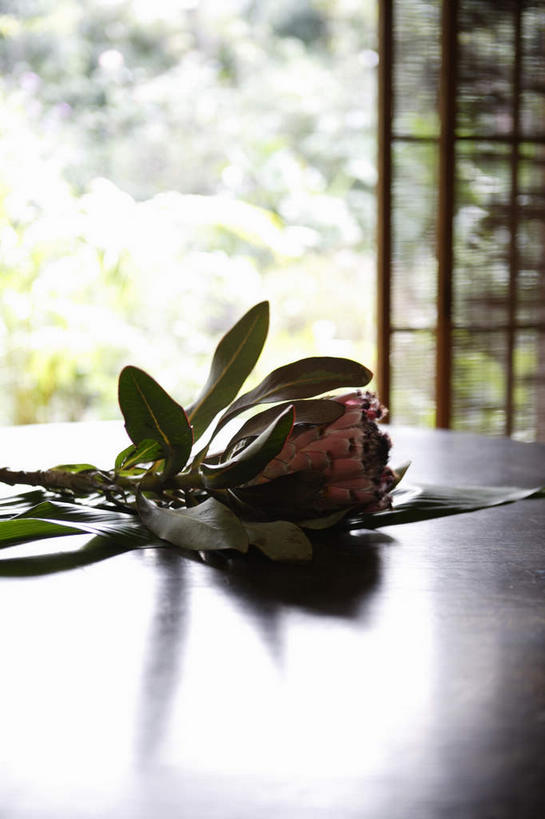 无人,竖图,俯视,室内,特写,白天,植物,餐桌,桌子,静物,叶子,许多,阴影,盛开,光线,影子,绿叶,花,花瓣,花朵,花卉,鲜花,树,树木,绿色,自然,花束,花蕊,嫩叶,生长,成长,餐台,紫花苜蓿,苜蓿,牧草,紫苜蓿,叶,叶片,彩图,高角度拍摄