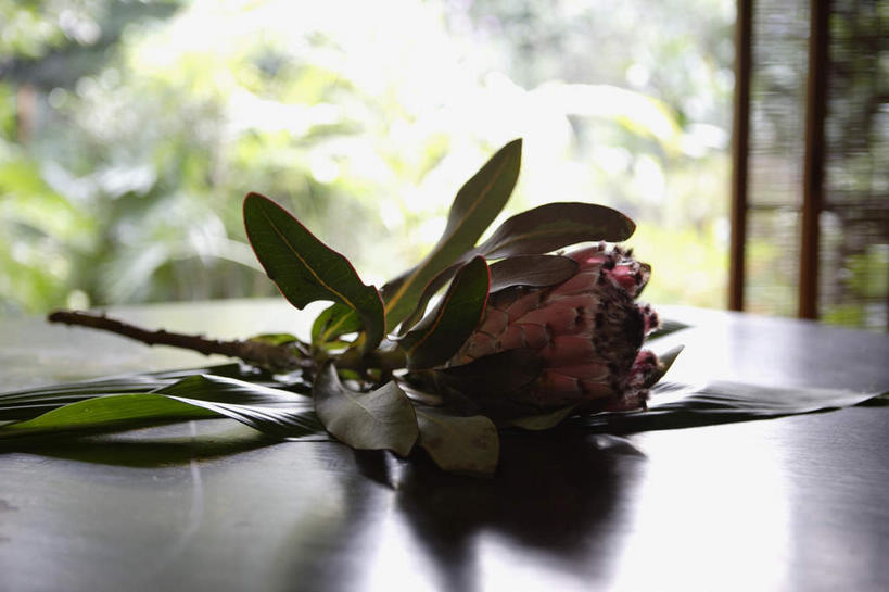 无人,横图,俯视,室内,特写,白天,植物,餐桌,桌子,餐具,叶子,盛开,碟子,盘,绿叶,草药,药草,中药,花,花瓣,花朵,花卉,鲜花,一朵,红色,盘子,碟,花蕊,嫩叶,餐台,药材,中草药,紫花苜蓿,苜蓿,中药材,本草,牧草,紫苜蓿,叶,叶片,彩图,高角度拍摄