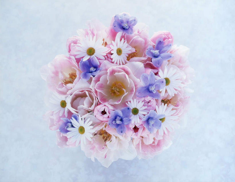 无人,横图,俯视,室内,特写,白天,白色背景,植物,叶子,许多,盛开,绿叶,石斛,花,花瓣,花朵,花卉,鲜花,花蕊,嫩叶,菊花,摄影,小白菊,影棚,石斛兰,金钗石斛,钮扣菊,叶,叶片,彩图,高角度拍摄,影棚拍摄,拍摄