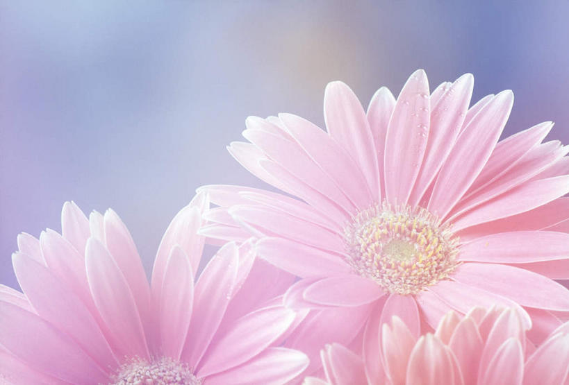 无人,横图,室内,特写,白天,白色背景,正面,植物,朦胧,模糊,装饰,盛开,花蕾,花,花瓣,花朵,花卉,鲜花,两朵,花苞,花蕊,摄影,影棚,华丽,修饰,点缀,衬托,美观,雅致,雅观,百日草,百日菊,对叶菊,彩图,影棚拍摄,拍摄