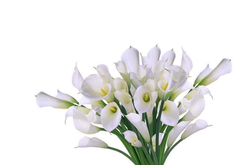 无人,横图,俯视,室内,特写,白天,白色背景,植物,叶子,许多,盛开,绿叶,花,花瓣,花朵,花卉,鲜花,白色,花束,花蕊,嫩叶,摄影,影棚,美人蕉,兰蕉,大花美人蕉,红艳蕉,叶,叶片,彩图,高角度拍摄,影棚拍摄,拍摄