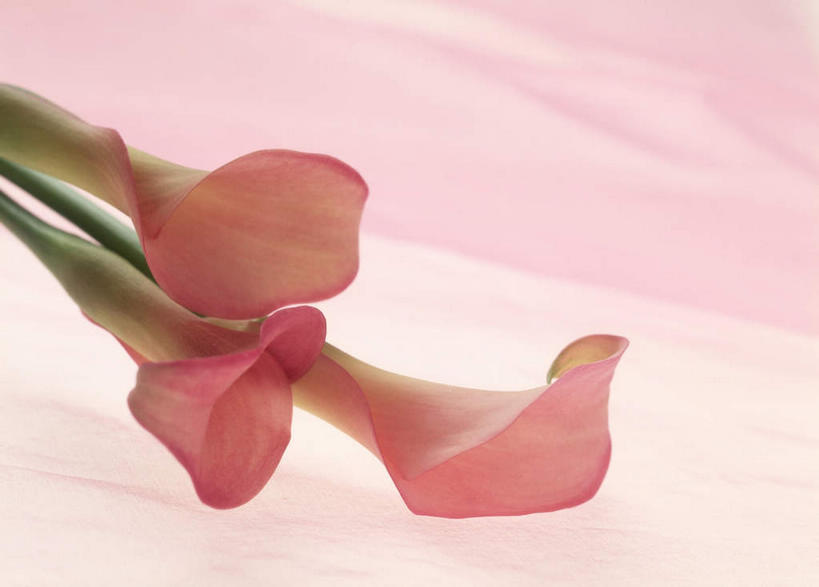 无人,竖图,俯视,室内,特写,白天,白色背景,植物,叶子,许多,盛开,绿叶,花,花瓣,花朵,花卉,鲜花,红色,花蕊,嫩叶,摄影,影棚,美人蕉,兰蕉,大花美人蕉,红艳蕉,叶,叶片,彩图,高角度拍摄,影棚拍摄,拍摄