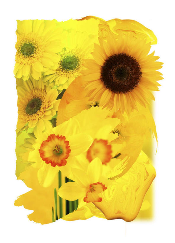 无人,竖图,室内,特写,白天,留白,白色背景,正面,爱情,幸福,太阳,向日葵,水仙花,新鲜,边框,非洲菊,别致,黄色,白色,菊花,摄影,影棚,颜料,涂料,光辉,沉默,忠诚,金盏银台,玉玲珑,女史花,雅蒜,天蒜,扶郎花,灯盏花,千日菊,勇敢,投缘,爱慕,鲜活,离奇,新奇,新颖,高傲,朝阳花,黄水仙,葵花,凌波仙子,水仙,天葱,望日莲,向阳花,洋水仙,转日莲,彩图,影棚拍摄,拍摄