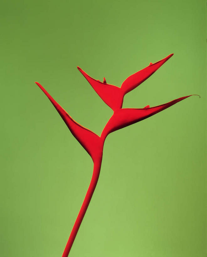 无人,竖图,室内,特写,白天,正面,鹤望兰,绿色背景,盛开,花蕾,花,花瓣,花朵,鲜花,一朵,花苞,花蕊,摄影,影棚,高雅,清新,极乐鸟花,天堂鸟,彩图,影棚拍摄,拍摄