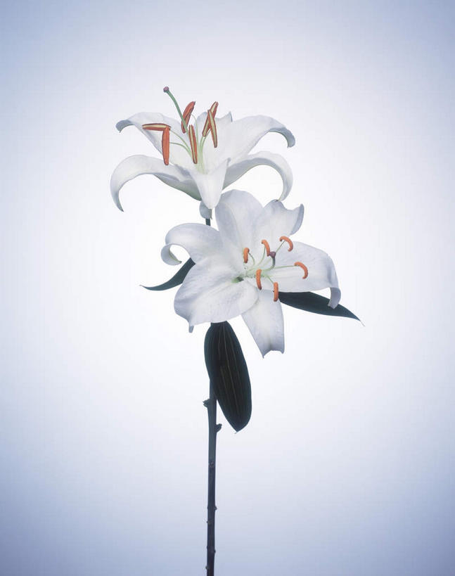 无人,竖图,室内,特写,白天,白色背景,正面,三朵,盛开,石斛,花蕾,花,花瓣,花朵,鲜花,白色,花苞,花蕊,摄影,影棚,石斛兰,金钗石斛,彩图,影棚拍摄,拍摄