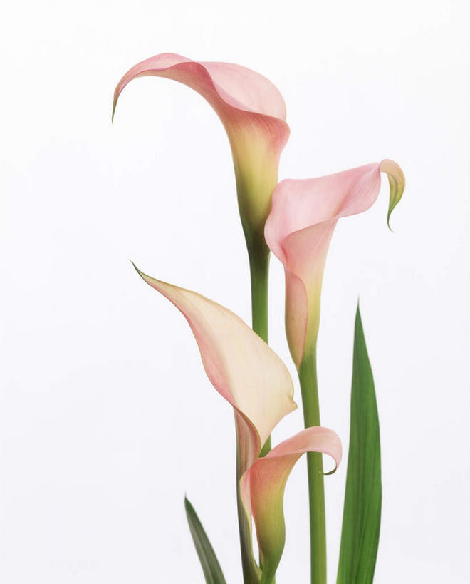 无人,竖图,室内,特写,白天,白色背景,正面,植物,三朵,盛开,花,花瓣,花朵,花卉,鲜花,白色,花蕊,摄影,影棚,美人蕉,兰蕉,大花美人蕉,红艳蕉,彩图,影棚拍摄,拍摄