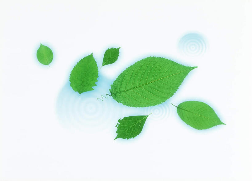 无人,横图,室内,特写,白天,白色背景,正面,美景,植物,叶子,许多,环保,纹理,景观,绿叶,绿化,绿色,自然,嫩叶,景色,摄影,影棚,能源,环境,回收,资源,自然风光,利用,低碳,循环,肌理,持续,叶,叶片,叶脉,彩图,影棚拍摄,拍摄