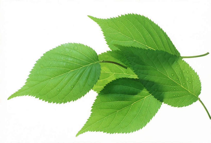 无人,横图,俯视,室内,特写,白天,白色背景,美景,植物,叶子,环保,纹理,景观,绿叶,绿化,绿色,自然,嫩叶,景色,摄影,影棚,能源,环境,回收,资源,自然风光,利用,低碳,循环,肌理,持续,叶,叶片,叶脉,彩图,高角度拍摄,影棚拍摄,拍摄