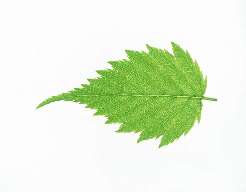 无人,横图,俯视,室内,特写,白天,白色背景,美景,植物,叶子,一片,形状,环保,纹理,景观,绿叶,绿化,绿色,自然,嫩叶,景色,摄影,影棚,能源,环境,回收,资源,自然风光,锯齿,利用,低碳,循环,肌理,形态,外形,持续,叶,叶片,叶脉,彩图,高角度拍摄,影棚拍摄,拍摄