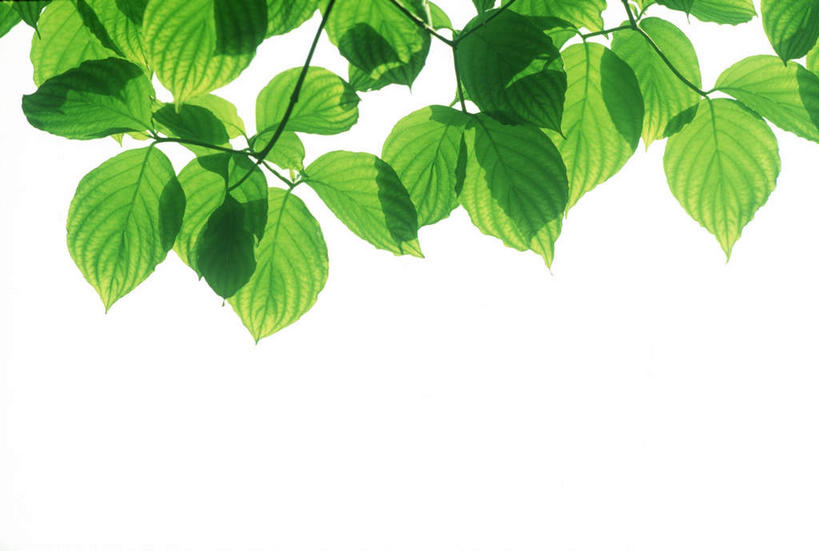 无人,横图,俯视,室内,特写,白天,白色背景,美景,植物,叶子,许多,环保,纹理,景观,绿叶,绿化,绿色,自然,嫩叶,景色,摄影,影棚,能源,环境,回收,资源,自然风光,利用,低碳,循环,肌理,持续,叶,叶片,叶脉,彩图,高角度拍摄,影棚拍摄,拍摄