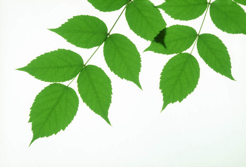 无人,横图,俯视,室内,特写,白天,白色背景,美景,植物,叶子,许多,环保,纹理,景观,绿叶,绿化,绿色,自然,嫩叶,景色,摄影,影棚,能源,环境,回收,资源,自然风光,利用,低碳,循环,肌理,持续,叶,叶片,叶脉,彩图,高角度拍摄,影棚拍摄,拍摄