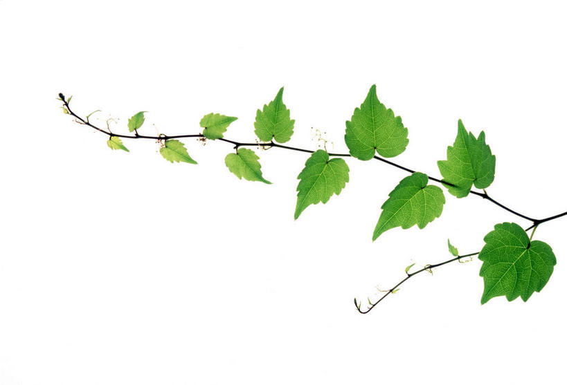 无人,横图,俯视,室内,特写,白天,白色背景,美景,植物,叶子,许多,环保,纹理,景观,绿叶,绿化,绿色,自然,嫩叶,景色,摄影,影棚,能源,环境,回收,资源,自然风光,利用,低碳,循环,肌理,持续,叶,叶片,叶脉,彩图,高角度拍摄,影棚拍摄,拍摄