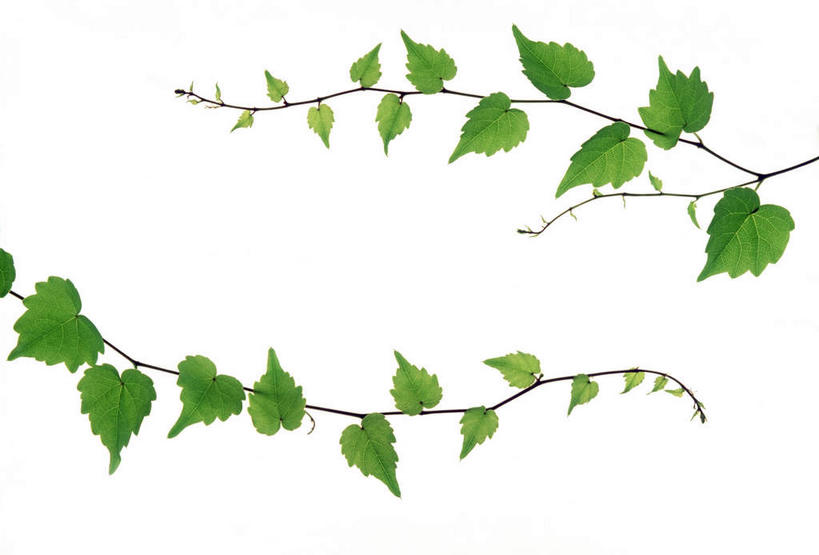 无人,横图,俯视,室内,特写,白天,白色背景,美景,植物,叶子,许多,环保,纹理,景观,绿叶,绿化,绿色,自然,嫩叶,景色,摄影,影棚,能源,环境,回收,资源,自然风光,利用,低碳,循环,肌理,持续,叶,叶片,叶脉,彩图,高角度拍摄,影棚拍摄,拍摄