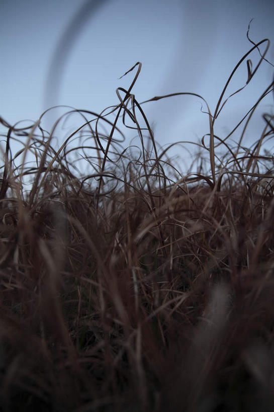 无人,竖图,室外,白天,正面,旅游,度假,美景,植物,东京,日本,亚洲,许多,枯萎,干燥,景观,枯草,很多,娱乐,草,黄色,蓝色,蓝天,天空,自然,天,享受,休闲,景色,放松,杂乱,混乱,自然风光,东亚,本州,关东地方,本州岛,日本国,东京都,多摩,多摩市,紊乱,芜杂,彩图