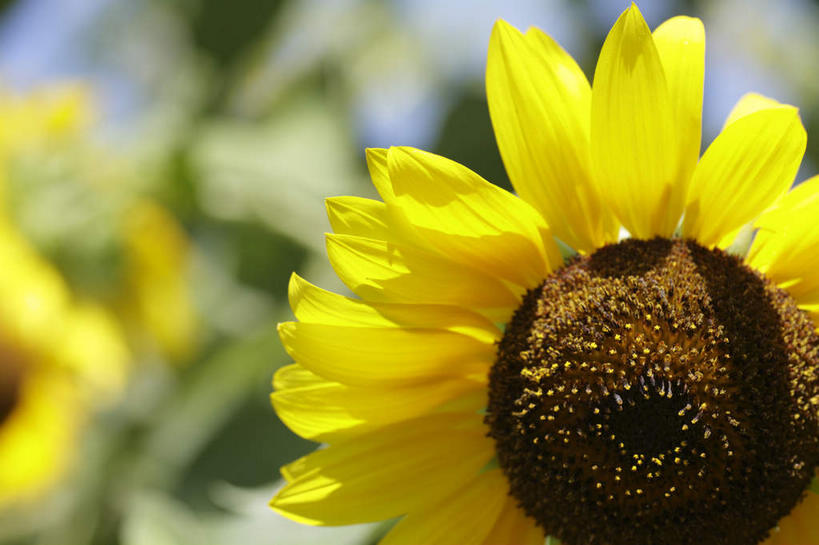 无人,横图,室外,特写,白天,正面,爱情,幸福,美景,太阳,向日葵,东京,日本,亚洲,阴影,朦胧,模糊,透明,光线,影子,景观,辉煌,黄色,阳光,自然,健康,景色,活泼,希望,暖色,自然风光,光辉,东亚,沉默,忠诚,本州,关东地方,本州岛,日本国,东京都,勇敢,投缘,爱慕,光明,多摩,功名,轻快,多摩市,高傲,朝阳花,葵花,望日莲,向阳花,转日莲,彩图