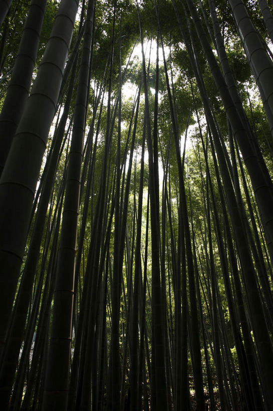 无人,竖图,室外,白天,仰视,纯洁,植物,竹子,叶子,神奈川,日本,亚洲,许多,阴影,生气,光线,线条,影子,直线,泥土,土壤,绿叶,神奈川县,很多,绿色,阳光,自然,嫩叶,活力,朝气,茂盛,生长,成长,生机,希望,繁茂,高雅,东亚,本州,关东地方,本州岛,日本国,奉献,兴旺,质朴,正直,昌盛,担当,昌隆,畅旺,发达,蕃芜,繁盛,富强,隆盛,蓬勃,旺盛,兴隆,兴盛,郁勃,密密层层,密密麻麻,竖直,叶,叶片,竹,彩图,低角度拍摄,奋进,操守,四君子,岁寒三友,性坚,虚怀,虚心,善群,卓尔