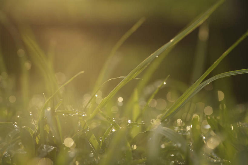 无人,横图,俯视,室外,特写,白天,旅游,度假,草地,草坪,美景,植物,露水,静物,叶子,许多,绿色背景,阴影,生气,朦胧,梦幻,模糊,发光,光束,光线,影子,景观,绿叶,光亮,凌晨,清晨,娱乐,草,绿色,阳光,自然,露珠,享受,休闲,嫩叶,景色,放松,活力,朝气,生长,成长,生机,希望,杂乱,未来,早晨,发亮,自然风光,憧憬,叶,叶片,彩图,高角度拍摄