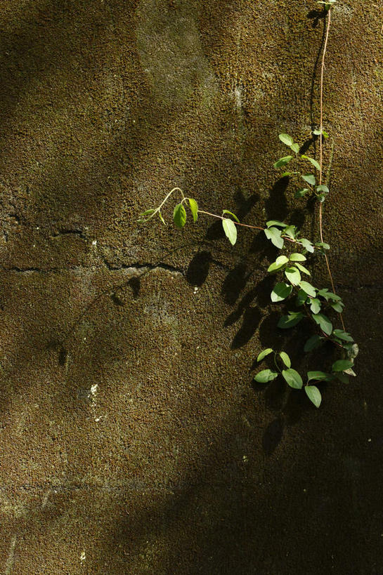 无人,竖图,俯视,室外,白天,植物,叶子,许多,阴影,生气,朦胧,模糊,光线,影子,泥土,土地,土壤,绿叶,树叶,树枝,绿色,阳光,自然,嫩叶,活力,朝气,生长,成长,生机,希望,生命,枝桠,叶,叶片,彩图,高角度拍摄