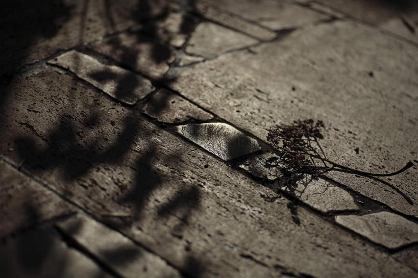 无人,横图,俯视,室外,特写,白天,路灯,叶子,照明,阴影,枯萎,缝隙,裂缝,反射,光线,影子,泥土,树影,土地,土壤,灯光,地面,照射,斑驳,树叶,死亡,照耀,漏洞,地盘,地皮,枯败,映照,叶,叶片,彩图,高角度拍摄