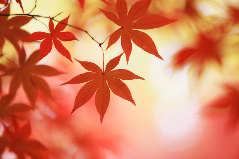 无人,横图,室外,特写,白天,正面,美景,秋季,枫树,叶子,朦胧,模糊,景观,枫叶,红叶,红色,自然,景色,枫树叶,虚化,自然风光,叶,叶片,秋,秋天,彩图