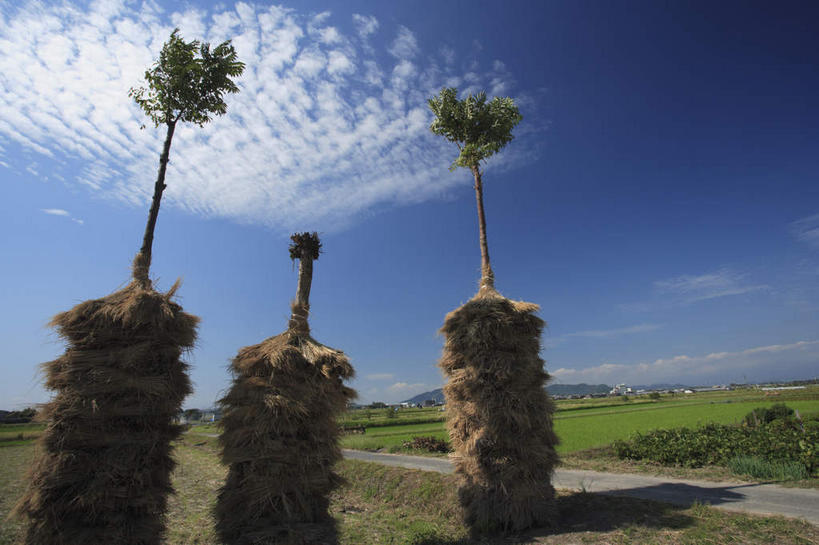 无人,横图,室内,白天,仰视,旅游,农业,草坪,美景,植物,道路,路,日本,亚洲,一排,捆扎,阴影,整齐,并排,光线,影子,景观,田地,云,云朵,小路,干草,交通,云彩,郊外,树干,树叶,排列,蓝色,绿色,白云,蓝天,天空,阳光,自然,草垛,天,景色,乡间小路,生长,收获,晴朗,成长,队列,乡下,远山,乡间,自然风光,东亚,本州,本州岛,日本国,近畿地方,近畿,滋贺,滋贺县,晴空,彩图,低角度拍摄,观光,游览