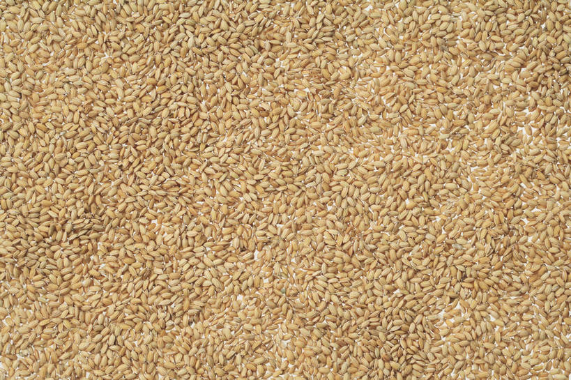 无人,横图,俯视,室内,特写,白天,一堆,许多,大量,堆叠,堆积,谷类,谷物,生食,食品,米,很多,粗粮,大米,饮食,摄影,影棚,堆,饱满,健康食物,彩图,高角度拍摄,影棚拍摄,拍摄