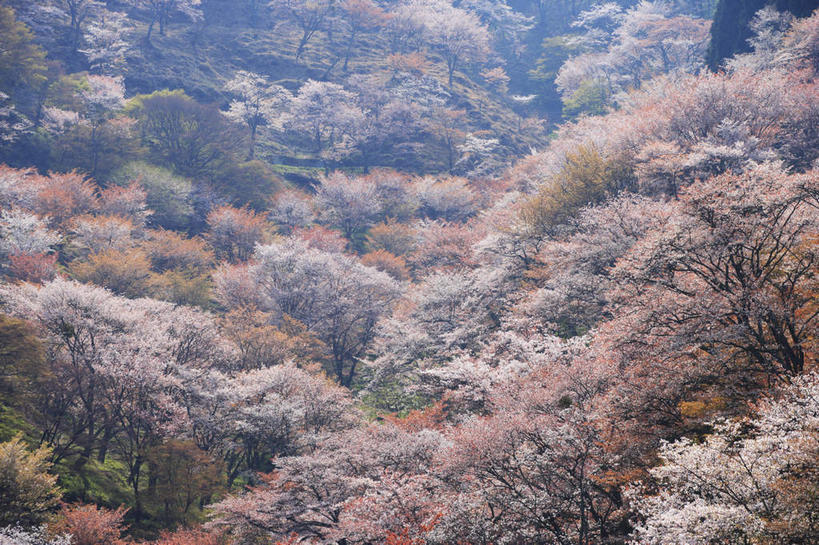 无人,横图,俯视,室外,白天,旅游,度假,幸福,纯洁,美景,森林,山,山脉,树林,植物,樱花,奈良县,日本,亚洲,阴影,盛开,光线,影子,景观,山峰,山峦,花蕾,娱乐,花,花瓣,花朵,鲜花,树,树木,绿色,阳光,自然,群山,花苞,花蕊,享受,休闲,景色,放松,生长,成长,等待,生命,自然风光,东亚,本州,本州岛,日本国,近畿地方,奈良,近畿,仙樱花,福岛樱,青肤樱,高尚,热烈,荆桃,彩图,高角度拍摄,吉野山