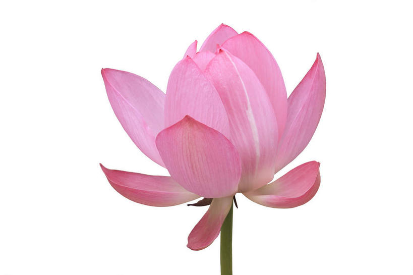 无人,横图,室内,特写,白天,白色背景,正面,爱情,幸福,纯洁,莲花,粉红色,粉红,浪漫,一朵,粉色,健康,可爱,摄影,活泼,影棚,青春,满足,甜美,富贵,神圣,时髦,温柔,纯真,纯净,六月花神,正直,荷花,六月春,藕花,水芙蓉,彩图,影棚拍摄,拍摄