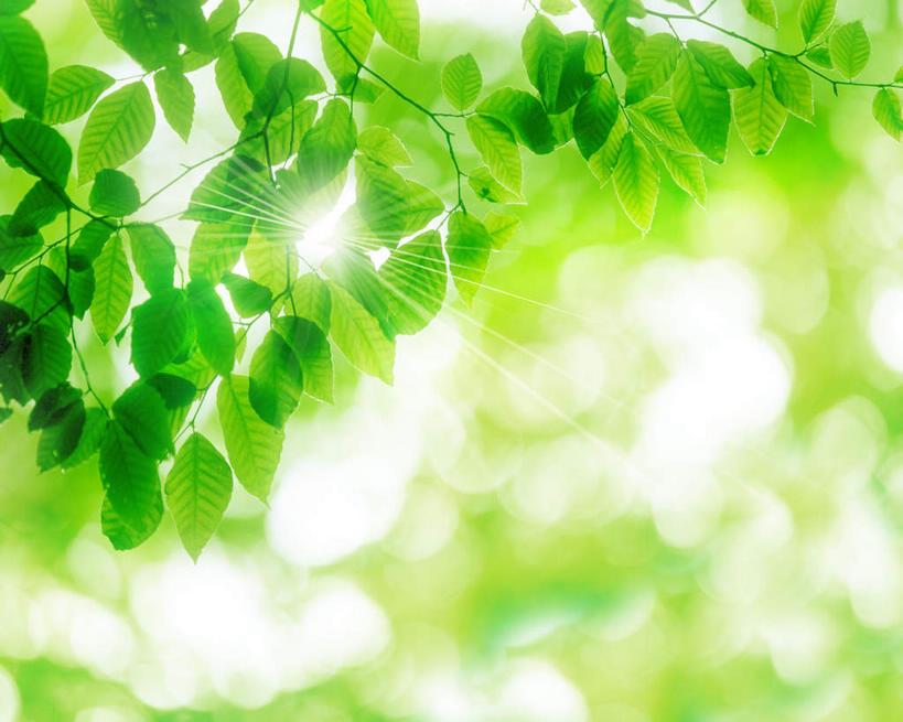 无人,横图,室外,特写,白天,仰视,光晕,美景,太阳,叶子,阴影,朦胧,模糊,光线,影子,景观,绿叶,绿色,阳光,自然,嫩叶,景色,自然风光,叶,叶片,彩图,低角度拍摄