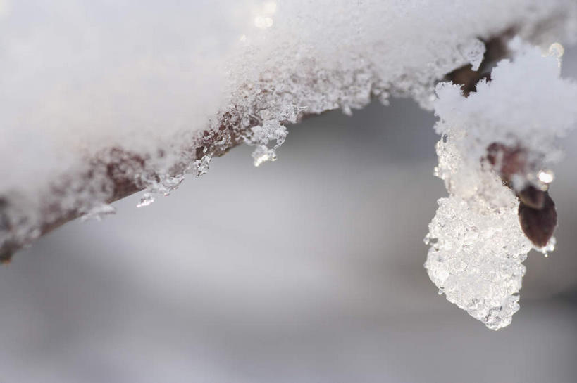 无人,横图,室外,特写,白天,正面,美景,雪,大雪,日本,亚洲,朦胧,模糊,积雪,景观,雪景,冬季,冬天,枝头,树枝,自然,景色,寒冷,自然风光,东亚,本州,本州岛,日本国,近畿地方,近畿,滋贺,滋贺县,严寒,冰霜,彩图