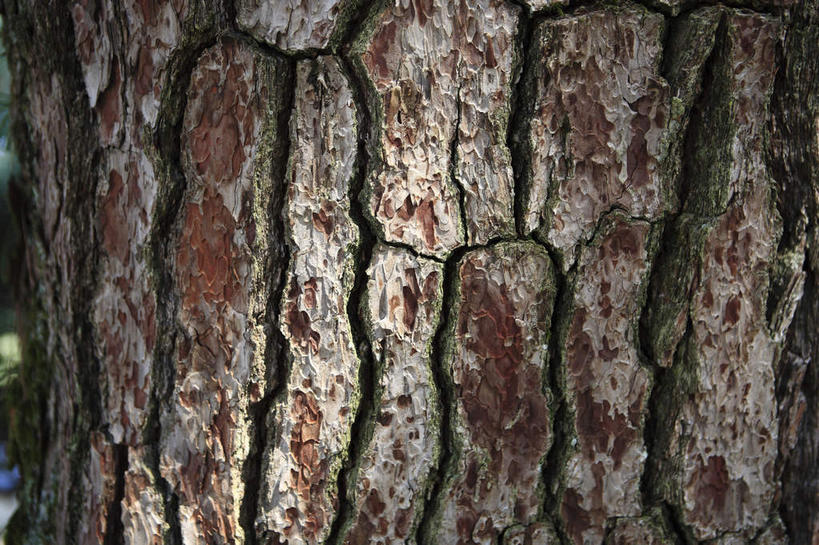 无人,横图,室外,特写,白天,正面,植物,丰富,缝隙,裂缝,裂痕,褐色,树皮,树,树木,绿色,自然,成熟,生长,成长,年龄,岁月,谦让,随和,春秋,年齿,年纪,年事,年数,年岁,岁数,彩图