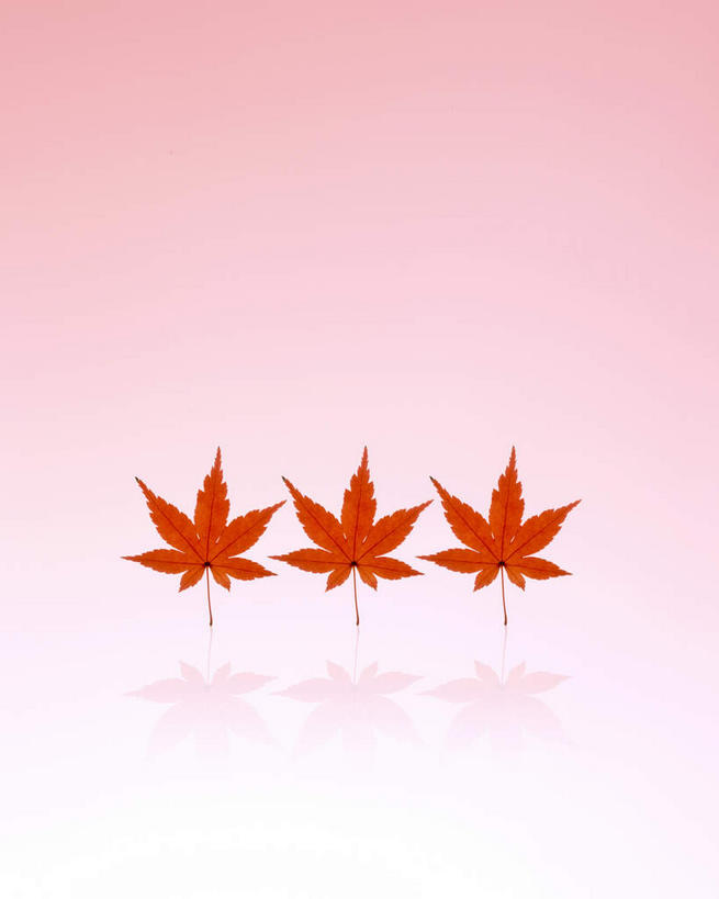 无人,竖图,室内,白天,正面,数码,科技,植物,叶子,一排,阴影,粉色背景,整齐,反射,网络,纹理,影子,枫叶,落叶,三片,高光,几何,计算机图形,合成,排列,黄色,红色,自然,嫩叶,生长,成长,枫树叶,电脑合成图,数码合成图,队列,紫叶小檗,红叶小檗,肌理,写实,具体,具象,小檗,叶,叶片,叶脉,彩图