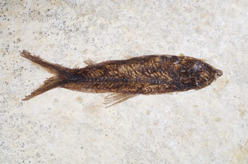 海鲜,无人,横图,俯视,室内,白天,白色背景,美国,一条,化石,鱼,纹理,水产,鱼类,海洋生物,摄影,影棚,北美,北美洲,水生动物,海产品,美洲,水生物,海底动物,怀俄明州,怀俄明,肌理,北亚美利加洲,亚美利加洲,平等之州,彩图,高角度拍摄,全身,影棚拍摄,拍摄