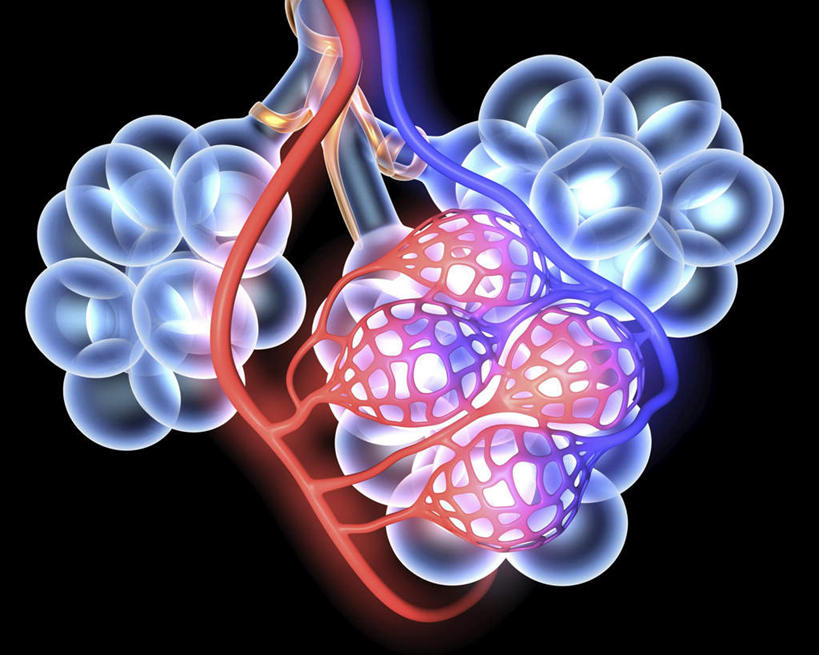 内脏,动脉,静脉,血管,无人,横图,插画,室内,白天,正面,数码,科技,一堆,连接,阴影,堆叠,堆积,黑色背景,组合,网络,高光,几何,计算机图形,合成,图画,画,红色,紫色,模型,堆,链接,电脑合成图,数码合成图,人体器官,紧固,器官,拼接,拼凑,漫画,写实,具体,具象,拼合,凑集,聚合,撮合,链结,牢固,呼吸系统,肺泡,彩图