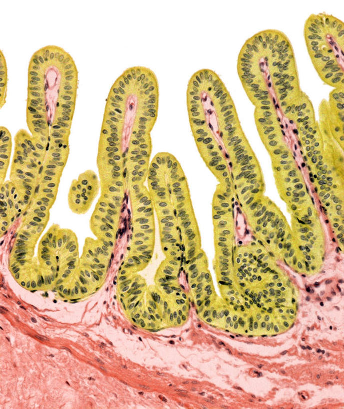 无人,竖图,俯视,室内,特写,白天,仪器,微生物,一排,许多,连接,组合,检查,整齐,反射,分析,科学,医学,细胞,显微镜,很多,排列,红色,绿色,观察,清晰,探索,人体,摄影,放大,观看,仔细,链接,透镜,组织,生物学,凸透镜,紧固,聚焦,队列,关注,拼接,拼凑,光学,拼合,凑集,聚合,撮合,链结,牢固,清楚,摆列,上皮细胞,竖直,彩图,高角度拍摄,拍摄,柱体,布列,分列,上皮组织
